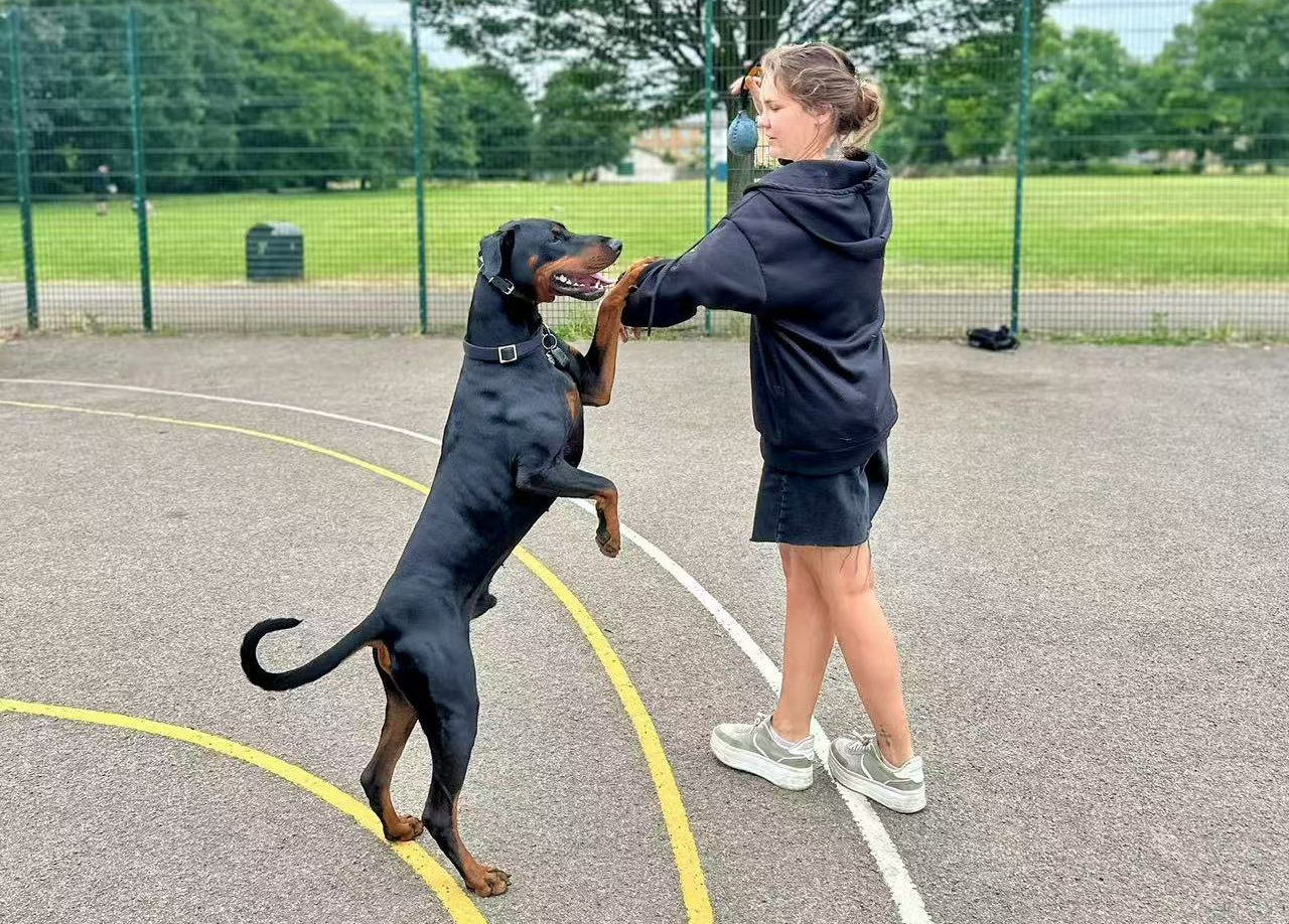 2 dogs trained by Anna